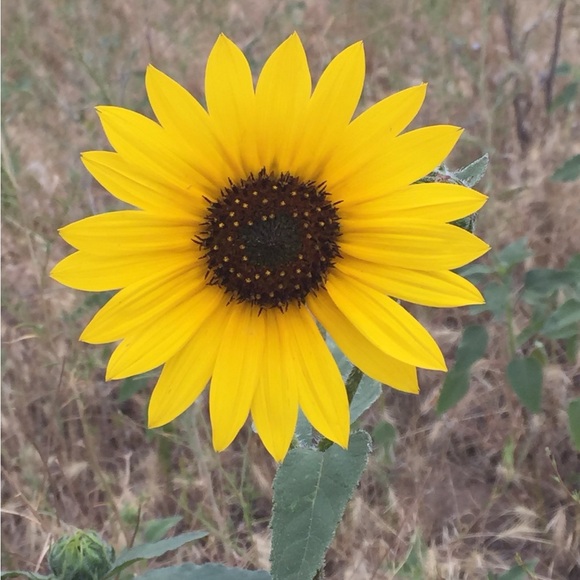 Meet your Posher - Picture 1 of 1